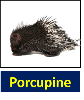 Porcupine