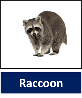 Raccoon 1