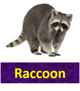 List Of Carnivorous Animals With Their Facts Vocabulary Point List Of Carnivorous Animals With Their Facts Vocabulary Point