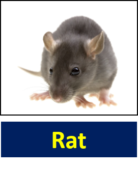 Rat