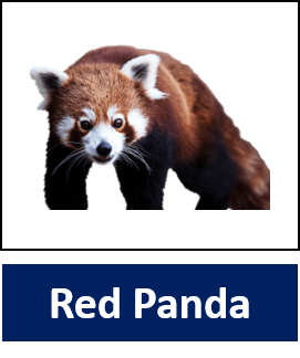 Red Panda 1
