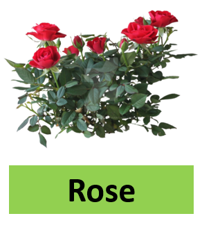 Rose