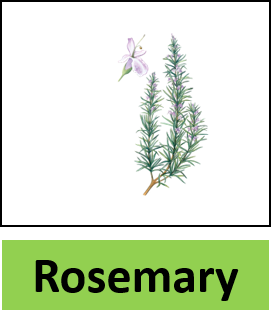 Rosemary