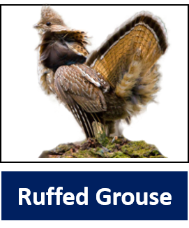 Ruffed Grouse