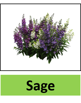 Sage