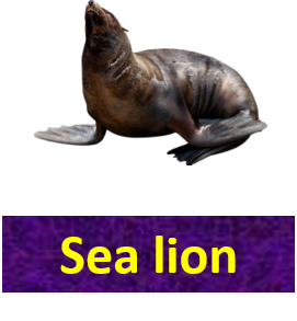 Sea lion
