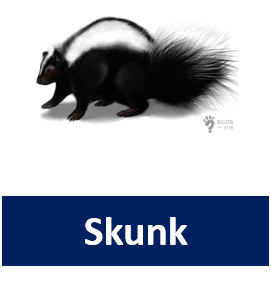 Skunk