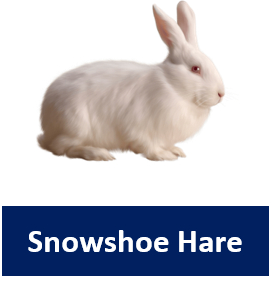 Snowshoe Hare