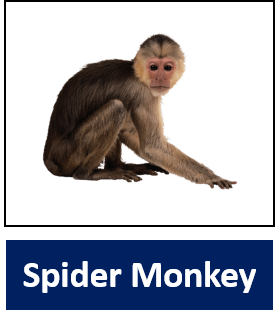 Spider Monkey