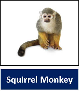 Squirrel Monkey