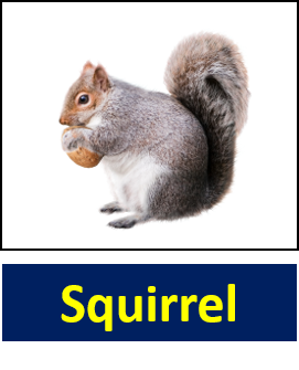 Squirrel