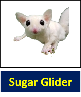 Sugar Glider