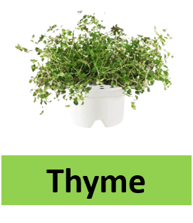 Thyme