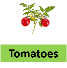 Tomatoes