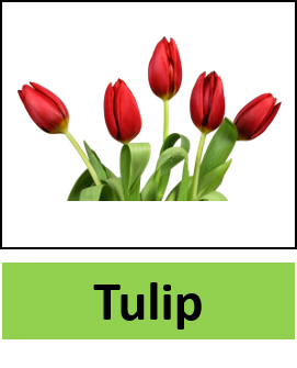 Tulip