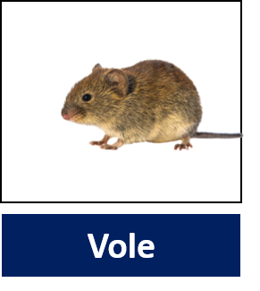 Vole