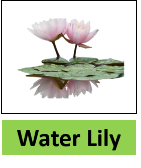 Water Lily