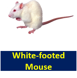 White footed Mouse