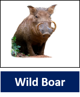 Wild Boar