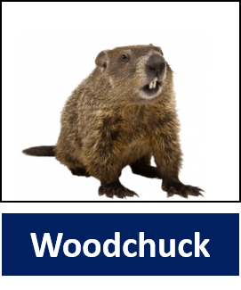 Woodchuck