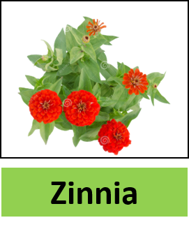 Zinnia