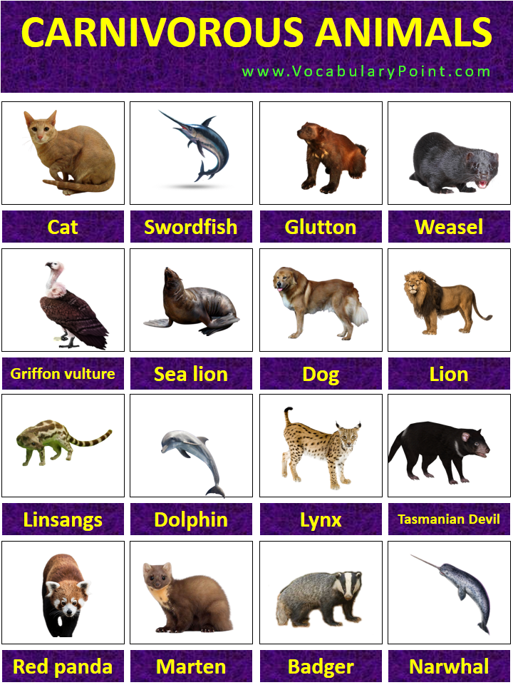 List Of Carnivorous Animals With Pictures - Vocabulary Point