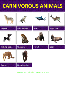 List Of Carnivorous Animals With Their Facts Vocabulary Point List Of Carnivorous Animals With Their Facts Vocabulary Point
