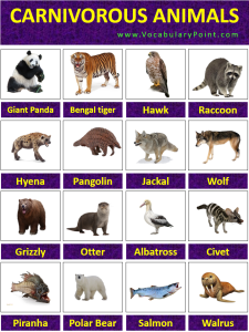 List Of Carnivorous Animals With Pictures - Vocabulary Point