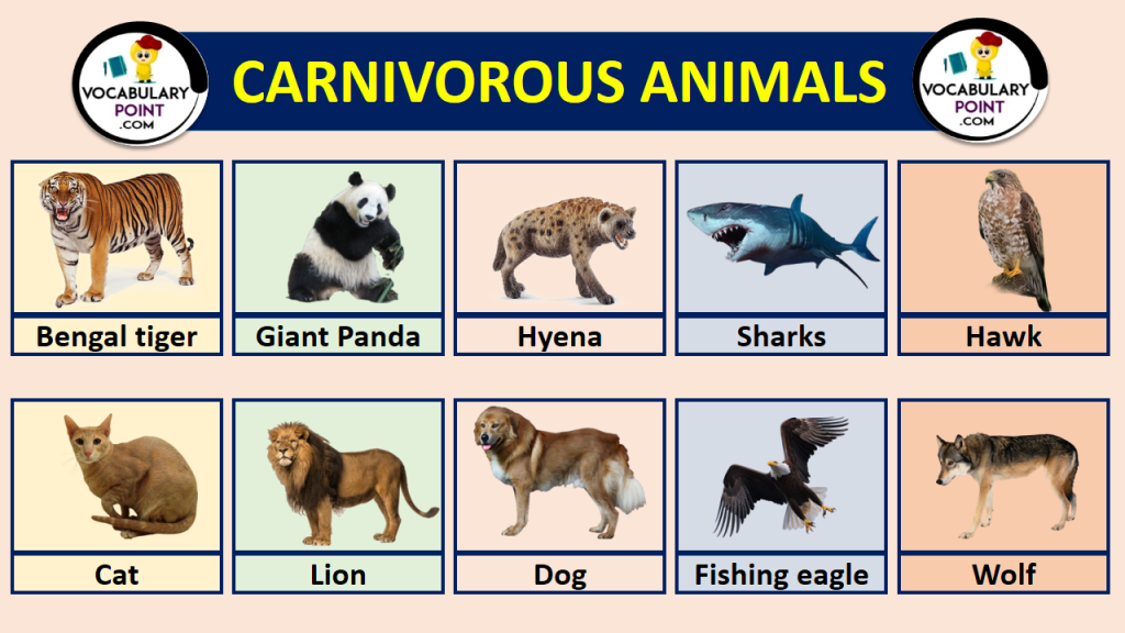 list of carnivorous animals Archives - Vocabulary Point