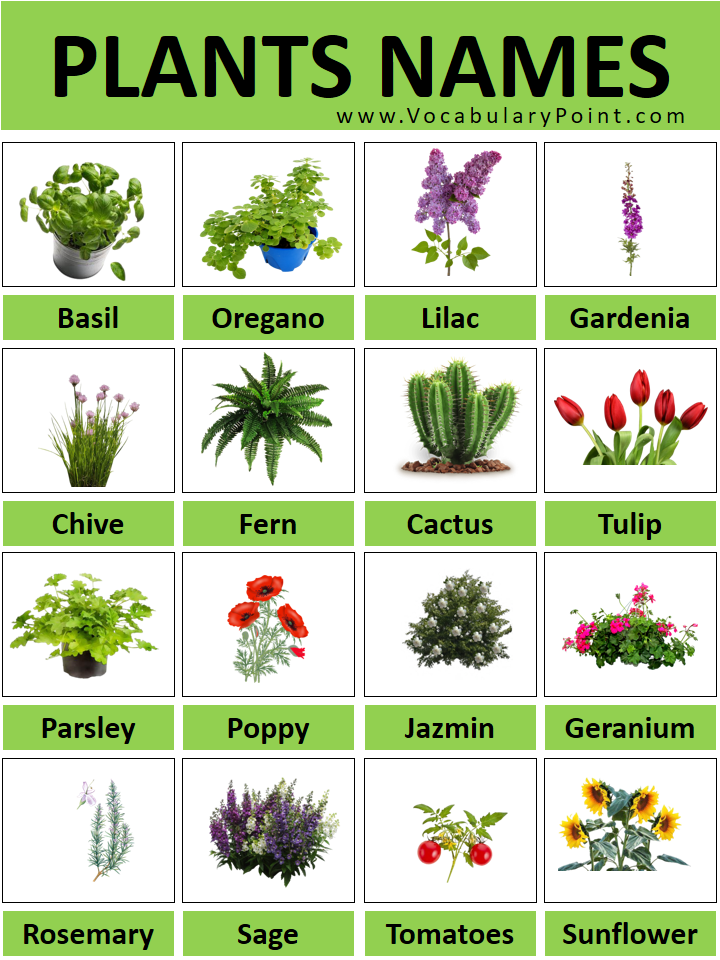 list of plant names