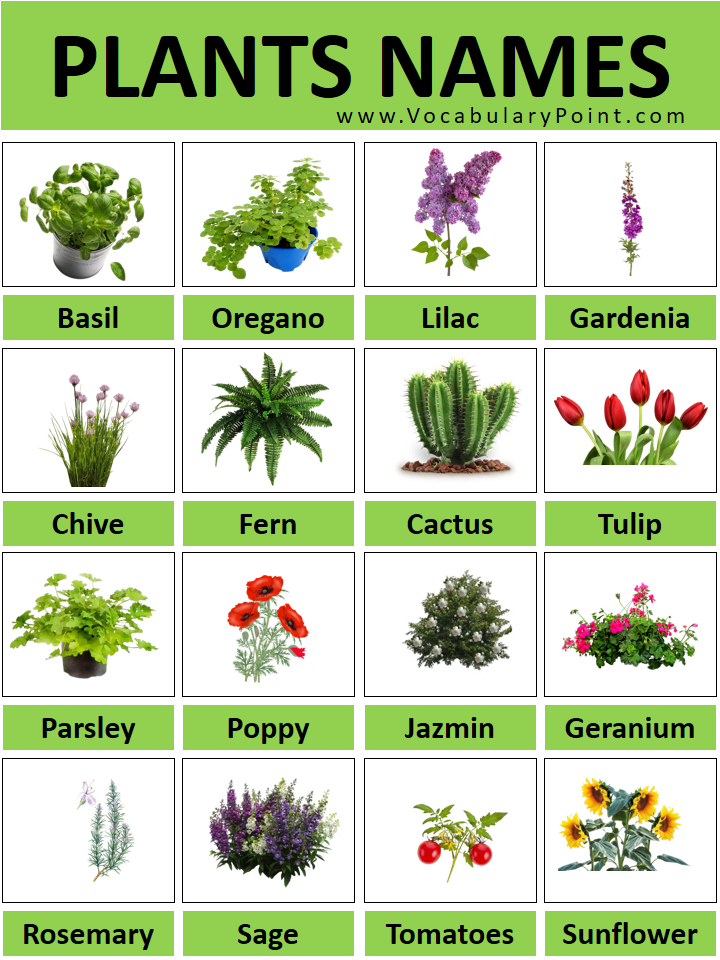 Unveiling Nature's Beauty: A Visual Guide to Plant Identification ...