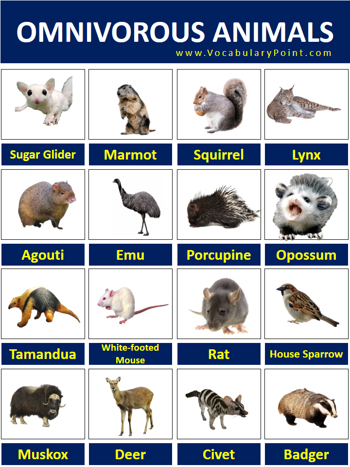 Omnivorous Animals Names List with Pictures - Vocabulary Point