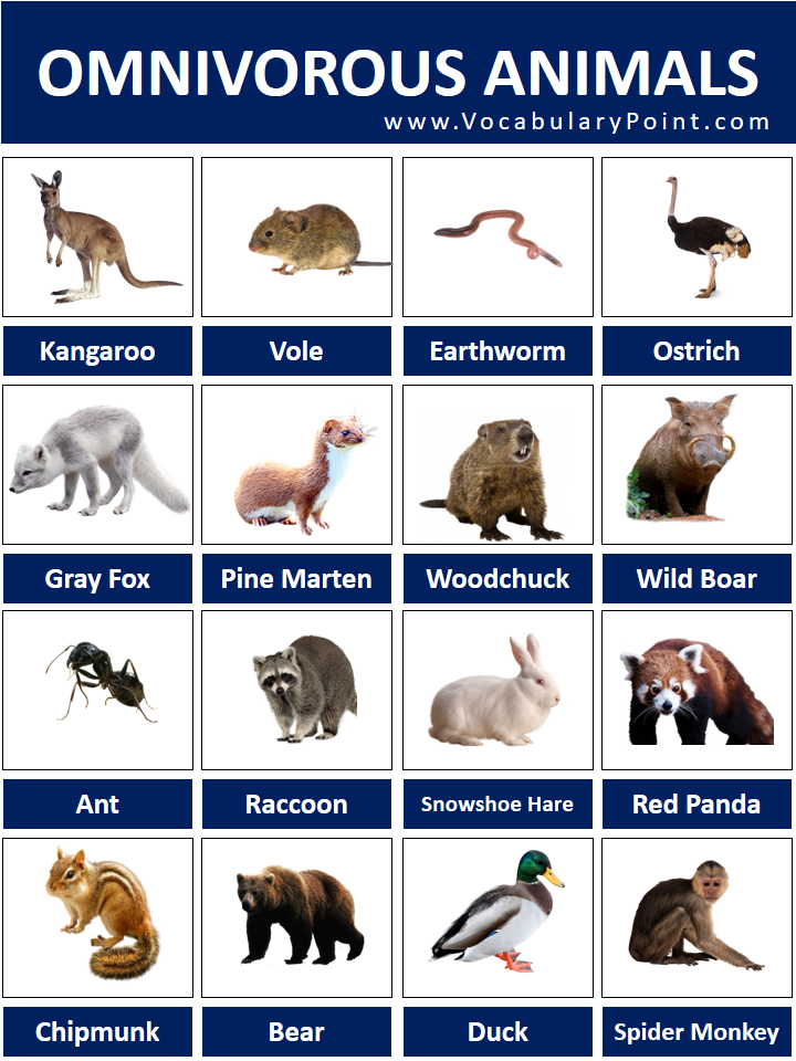 Omnivorous Animals Names List with Pictures - Vocabulary Point