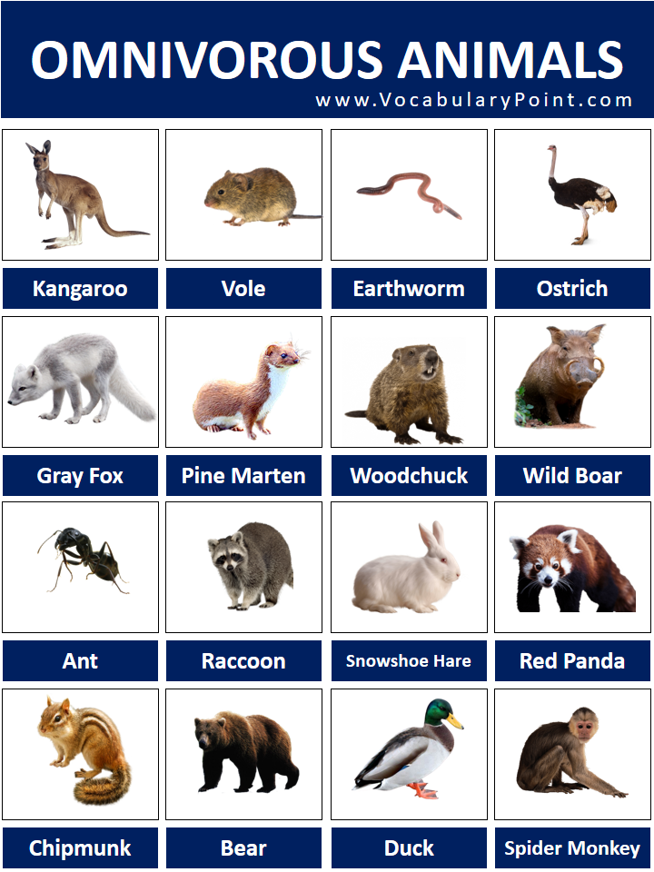 Omnivorous Animals Names List with Pictures ( With Their Properties