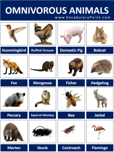 50+ List Of Omnivorous Animals Vocabulary - Vocabulary Point