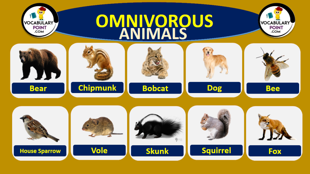 50+ List Of Omnivorous Animals Vocabulary - Vocabulary Point