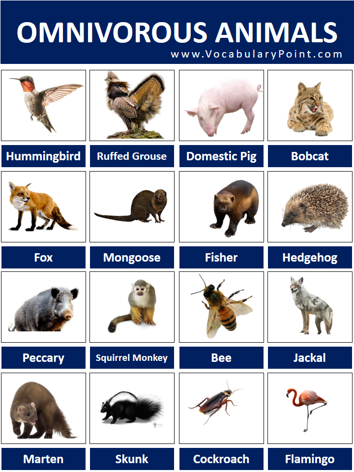 omnivorous animals