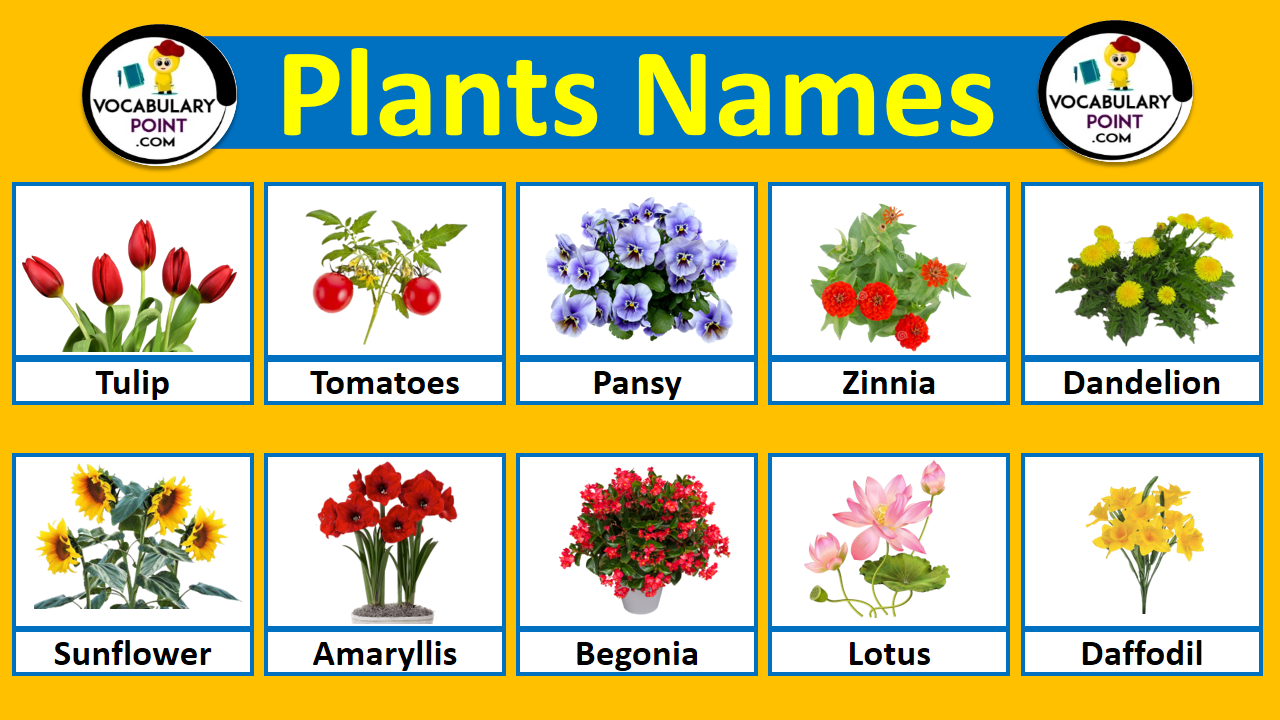 plant names with pictures