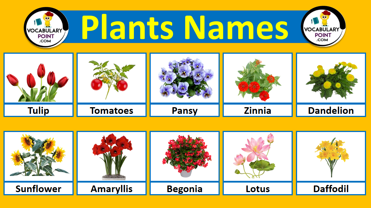 100 Plants Names In English With Pictures • Englishan, 41% OFF