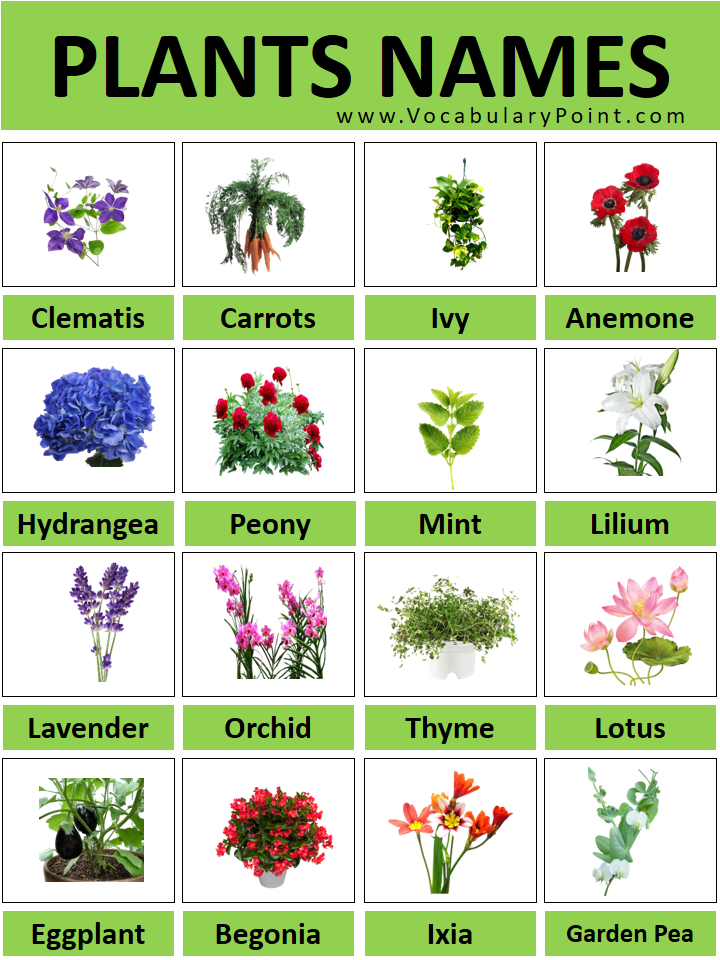 plants name