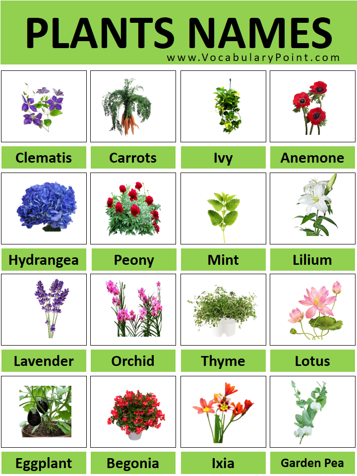 200+ All Plant Names With Pictures (Plant Names A to Z) Vocabulary Point