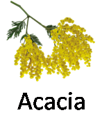 Acacia 1