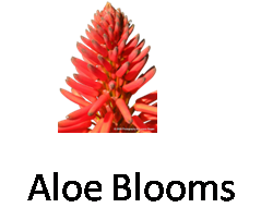 Aloe Blooms