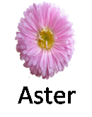 Aster 1
