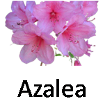 Azalea 1