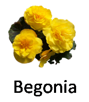 Begonia 1