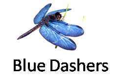 Blue Dashers