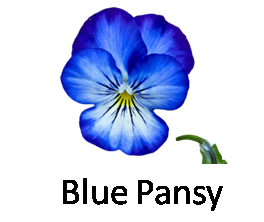 Blue Pansy