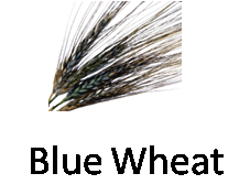 Blue Wheat