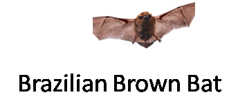 Brazilian Brown Bat
